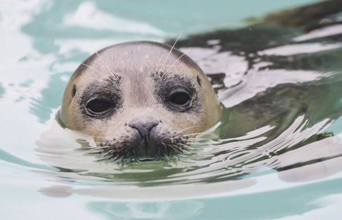 Хлопки ластами помогают тюленям передавать друг другу информацию на расстоянии.