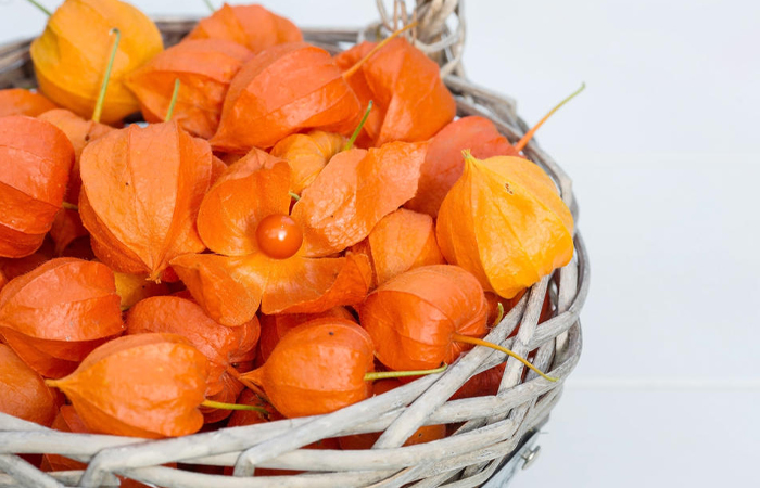 Физалис относится к семейству Пасленовых. / Фото: 7dach.ru 