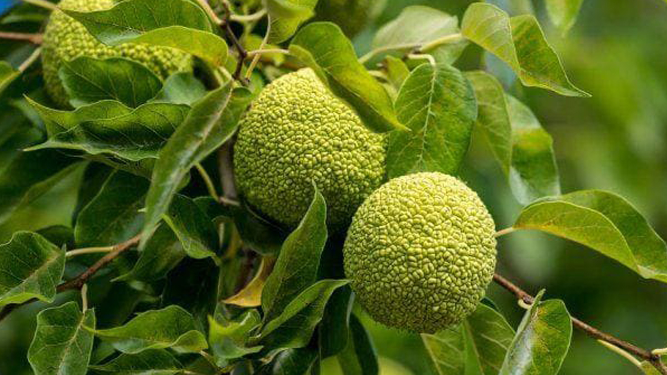 Адамово яблоко растет в России. / Фото: царьсад.рф 