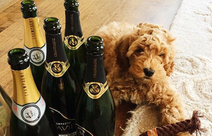 Шампанское для собак не содержит ни грамма алкоголя.