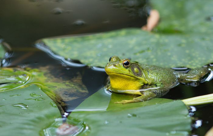 Лягушка - покровительница водоемов.