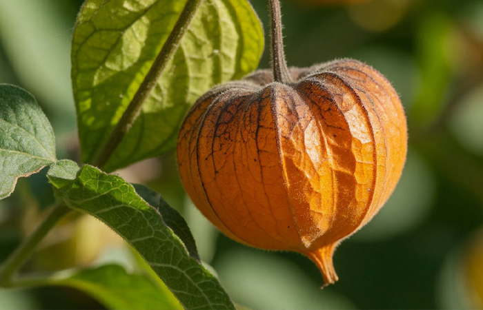 У спелого физалиса оранжевый цвет ягод. / Фото: vrntimes.ru 