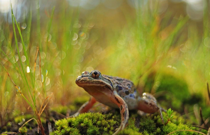 Лягушка считалась проводником в сакральный мир.