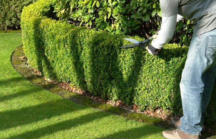 Кустарники на даче тоже нуждаются в уходе и стрижке!