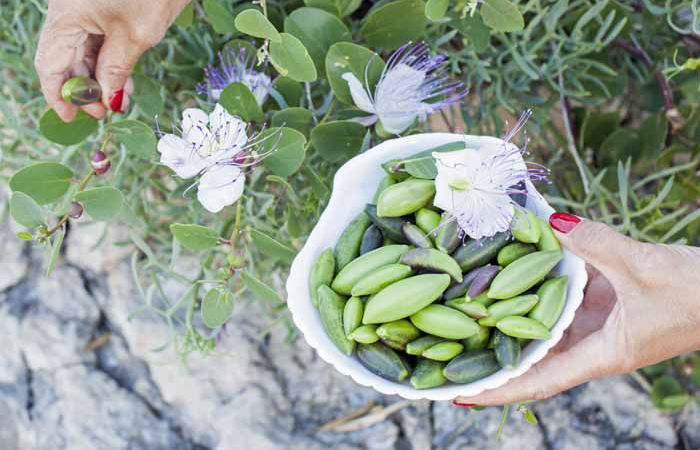 Каперсы - бутоны кустарника... Каперсы - бутоны кустарника...