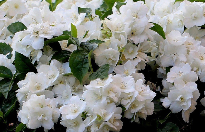 В Китае вот уже 10 лет нет жасмина. / Фото: ozon.ru 