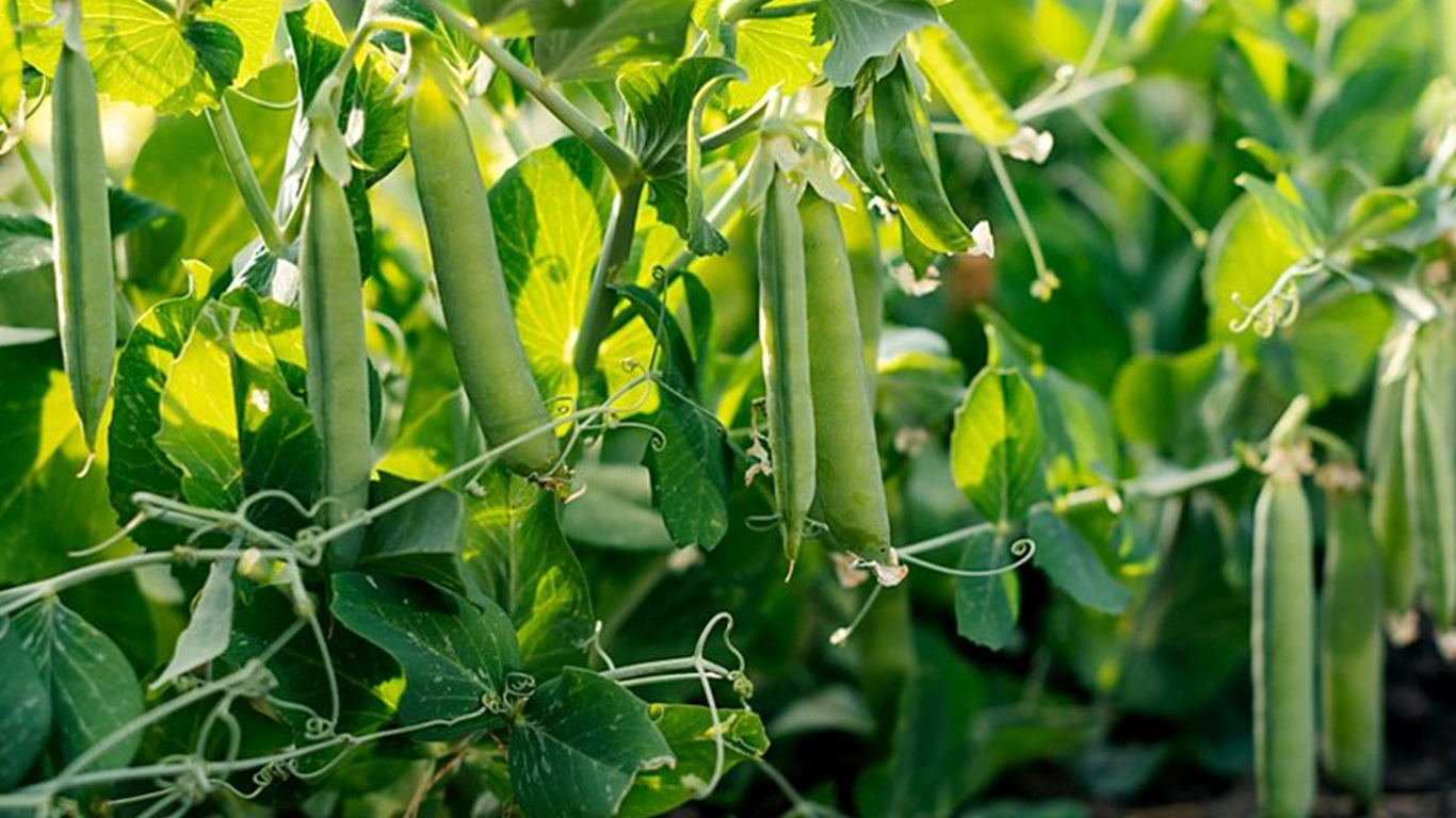 Горошек стали консервировать в нашей стране в 19 веке. / Фото: pogoda.mail.ru Горошек стали консервировать в нашей стране в 19 веке. / Фото: pogoda.mail.ru