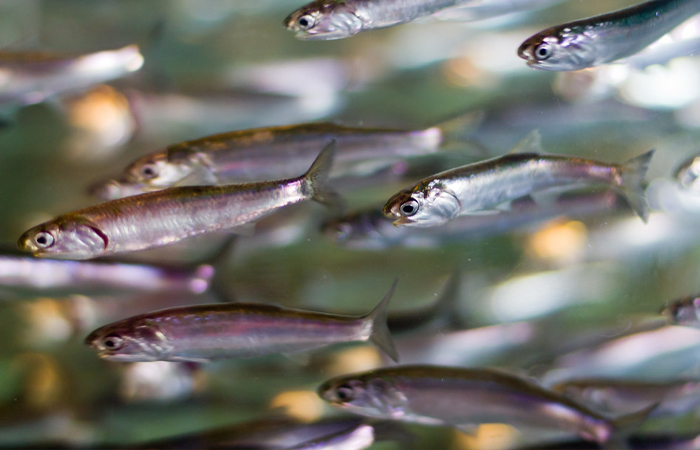 Несмотря на свои небольшие размеры, рыба пользуется спросом!