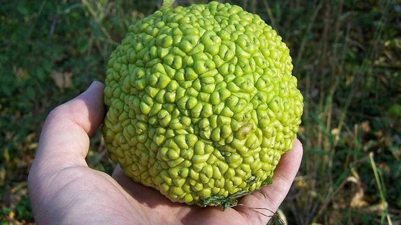 Плоды используют в народной медицине. / Фото: ebay.com 