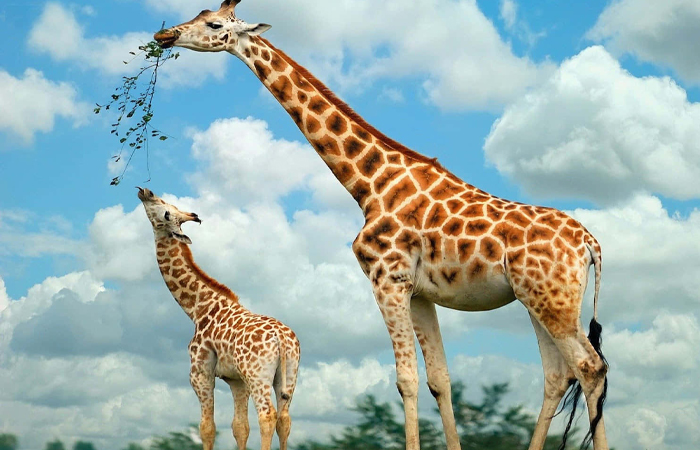 Изучение строения шеи жирафов помогало в создании компрессионного белья для людей.