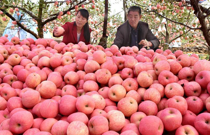 Чем ниже температура воздуха, тем больше выделяется воска.