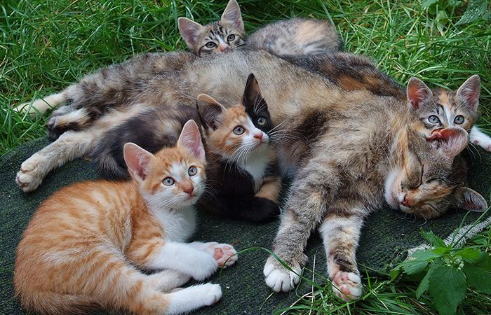 Последние три жизни кошка расслабленно живет в домашних условиях.