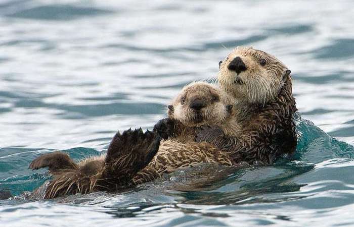 Каланы не мерзнут в ледяной воде благодаря плотному меху.