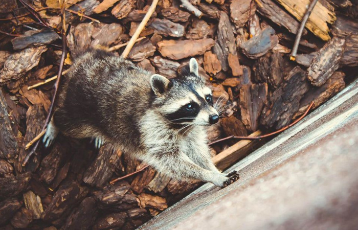 Мокрые лапки енота - его вторые глаза.