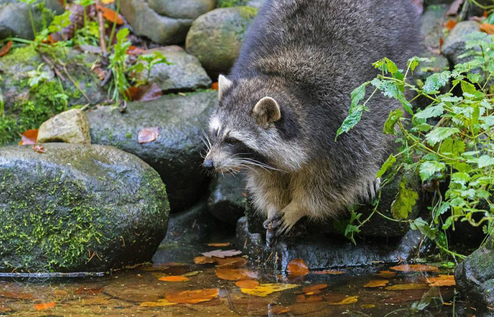 Ученые не могли понять, почему еноты полощутся в воде, более 50 лет.