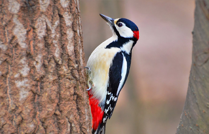 Дятлы помогли ученым в создании черных ящиков для самолетов.