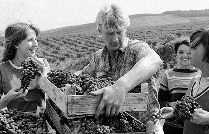 Ради борьбы с пьянством на юге не пожалели даже виноградники - их вырубали.