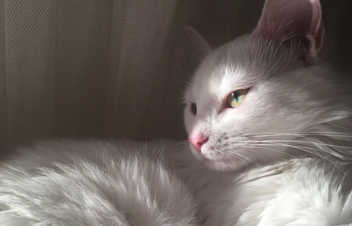 Легенда про девять жизней связана с богиней Бастет.