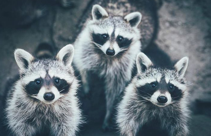 Лапы енотов похожи на передние конечности приматов.