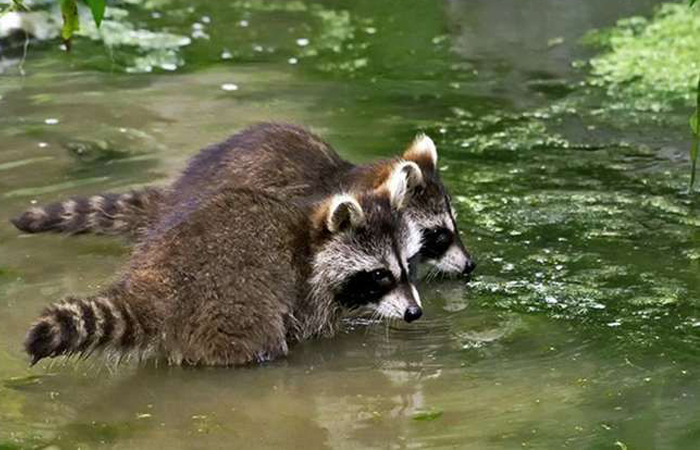 Вода помогает быстро ориентироваться в окружающей среде.