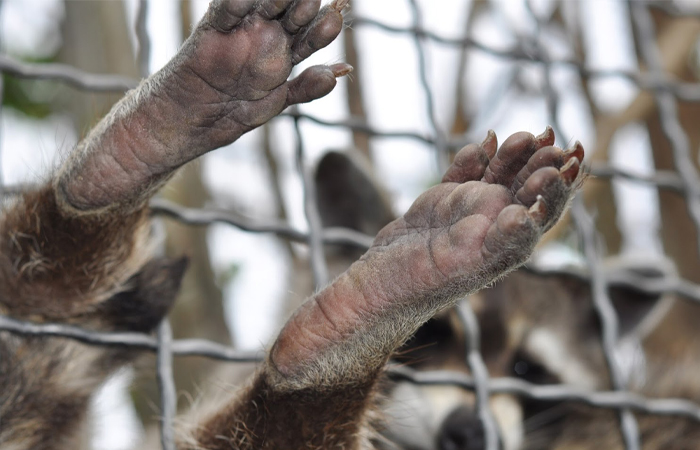 На лапках находятся чувствительные нервные окончания.