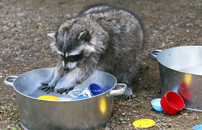 А еще еноты любят просто поиграть и покупаться в воде.