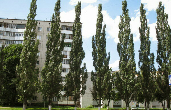 В наших городах чаще встречаются бальзамические тополя/ фото: sadko18.ru