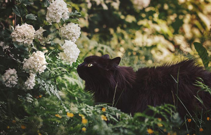 Бог Шива подарил кошке девять жизней.