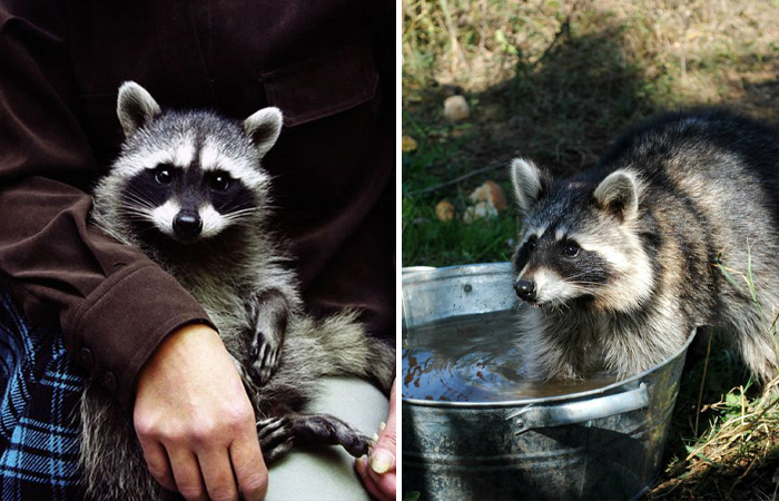 Почему еноты в зоопарке постоянно полощут еду и другие предметы в воде?