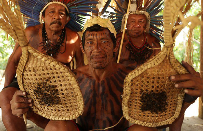 Укус муравья сравнивают по интенсивности боли с выстрелом пули. / Фото: ru.pinterest.com,