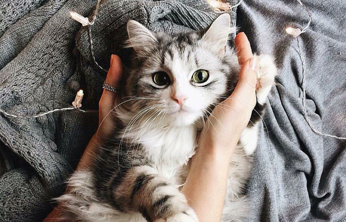 По сей день у поверья нет научного объяснения, только предположения.