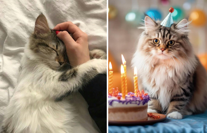 Откуда взялось поверье о девяти жизнях у кошек?