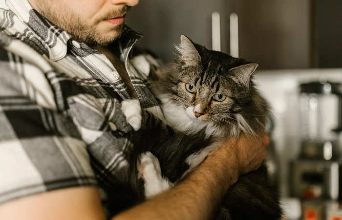 А вот в Древней Греции богиня Луна умела превращаться в кошку.