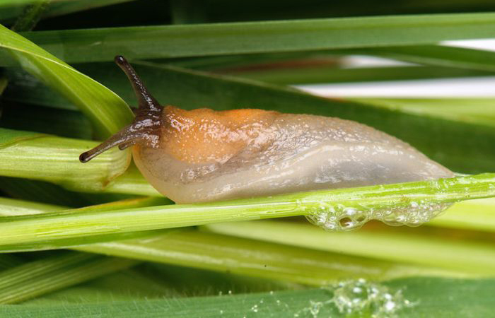 Слизь моллюсков содержит белок, который способен склеить даже металл.