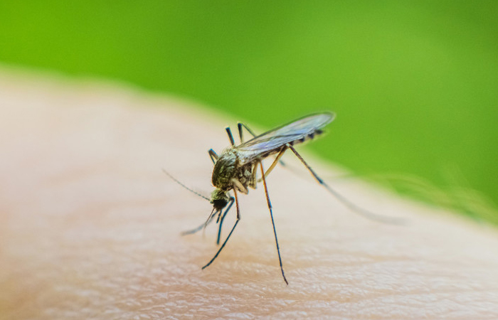 Комариный хоботок во время укуса вибрирует и повреждает кожу как пила.