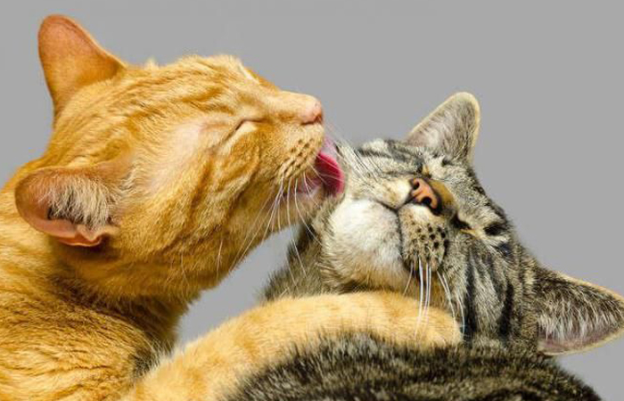 Кошачьий язык стал вдохновением для создания мочалок и губок для душа.