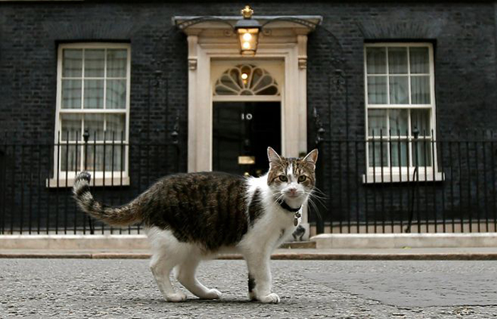 Кошки обладают уникальной гибкостью, ловкостью и выносливостью.