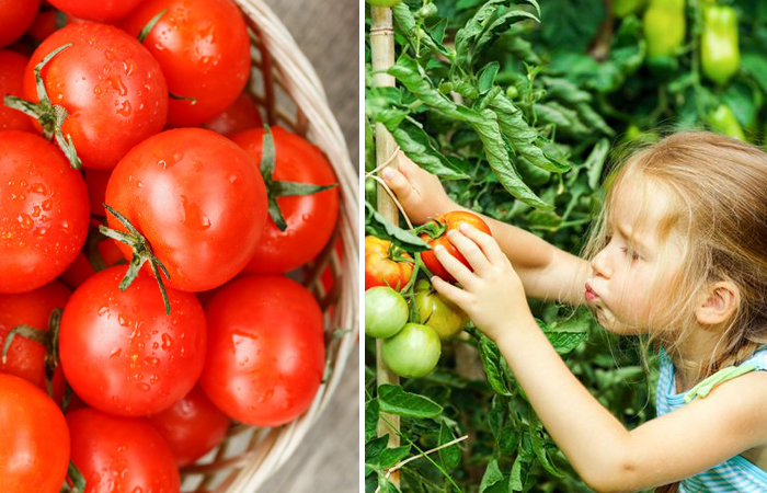 Самые популярные сорта помидоров в СССР/ фото: 13. br.pinterest.com, cherry-tomato.