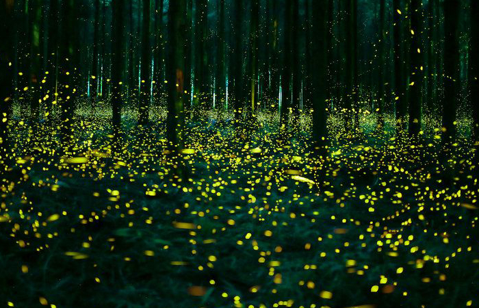 Светлячки помогли ученым в создании энергосберегающих светодиодов.