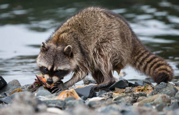 Еноты едят все: фрукты, овощи, мясо и яйца.