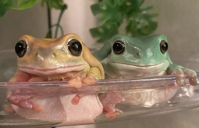 Лягушек применяли для снятия высокой температуры.