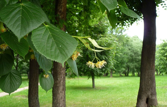 У липы мягкая и послушная для работы древесина.