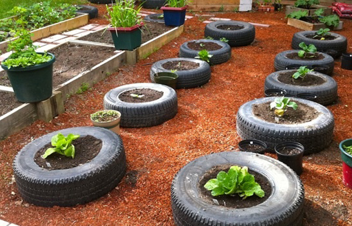 Продукты, выращенные в грядке из шины, есть вредно для здоровья.