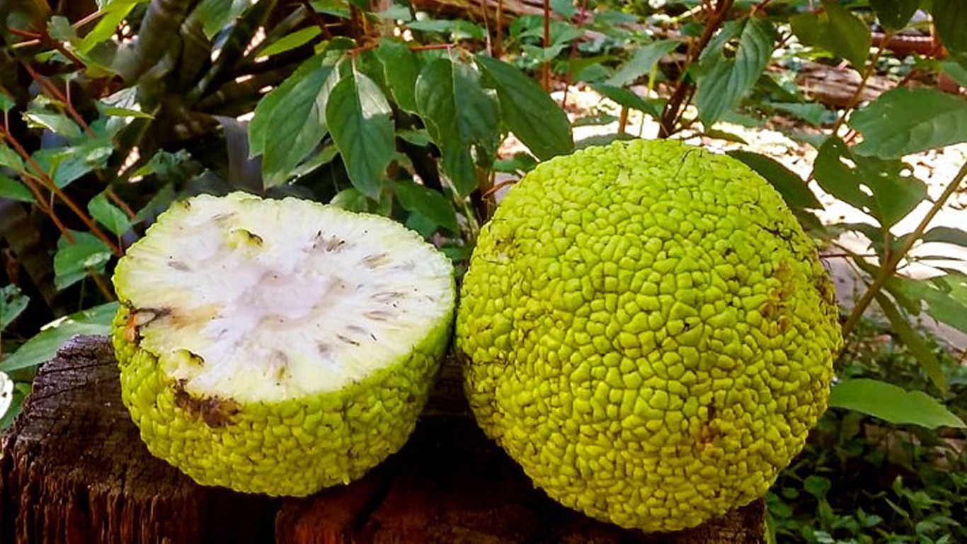 Плоды растут на большой высоте. / Фото: ebay.com 