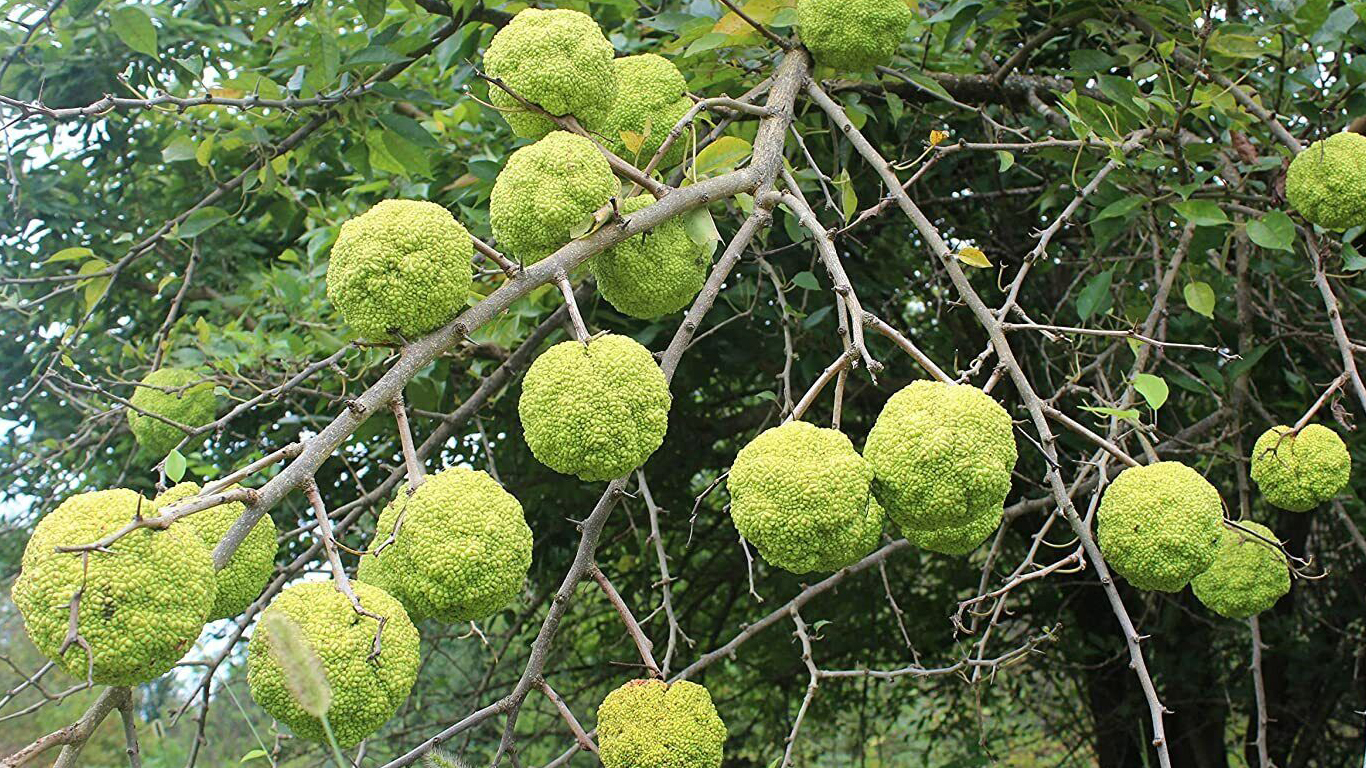 Из дерева изготавливают мебель. / Фото: ebay.com 