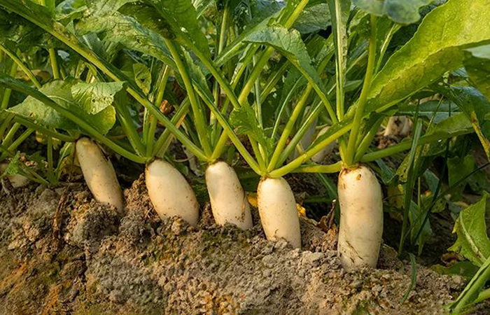 Семена, из которых был выведен дайкон, были завезены в Японию из Китая. Семена, из которых был выведен дайкон, были завезены в Японию из Китая.