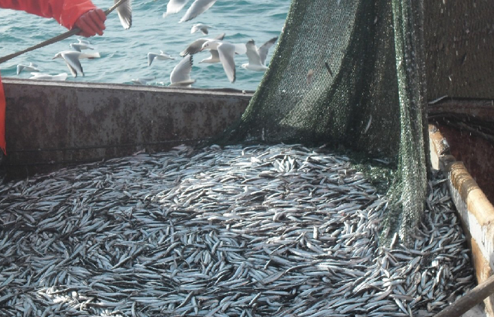 Сокраение численности мойвы случилось у же в СССР... Сокраение численности мойвы случилось у же в СССР...