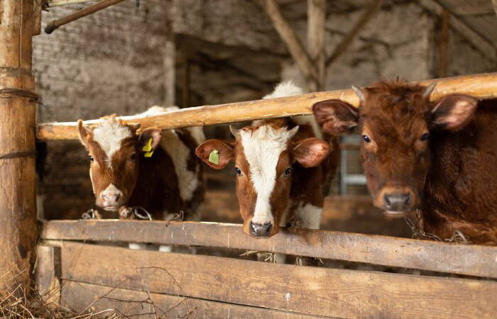 Жадина-говядина - это фраза из детского фольклора. Жадина-говядина - это фраза из детского фольклора.
