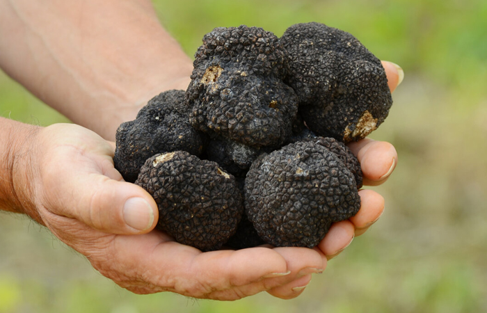 По сей день на трюфель устраивают охоту!