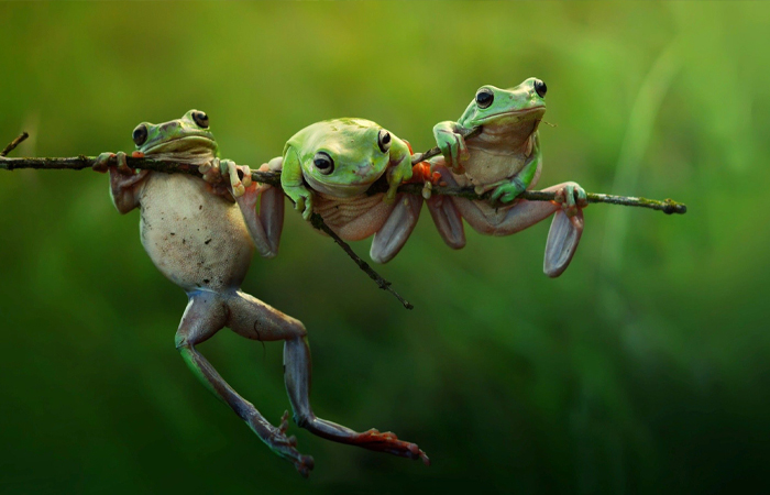 Лягушки умели предсказывать погоду!